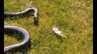 Snake feeding time