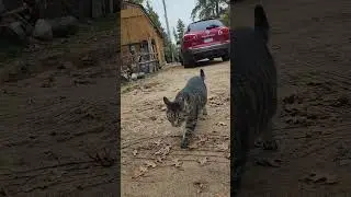 Cat Likes Outdoors for the First Time Ever