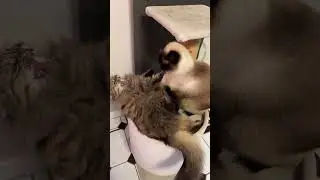 Семейная драка за место / есть убежище #кошки #кот