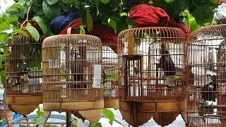 Dời khướu tại nhà.