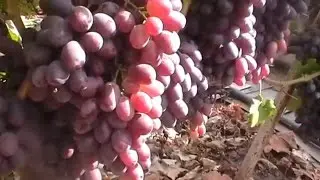 Grape variety Sentyabrina - season 2015