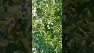 куст голубики БЛЮГОЛД. Ответ на комментарий.