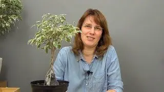 Плетение косичкой фикуса Бенджамина (ч.3).
