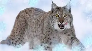 Рысь на охоте. Очень редкие кадры