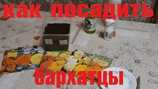БАРХАТЦЫ, КРАСОТА И ПОЛЬЗА
