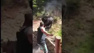 Медведь пришёл за шашлыком.