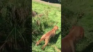 Zoldmali Lepke Wirehaired Vizsla working in a rabbit pen