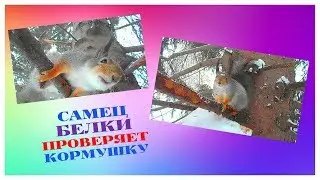 САМЕЦ БЕЛКИ ПРОВЕРЯЕТ КОРМУШКУ