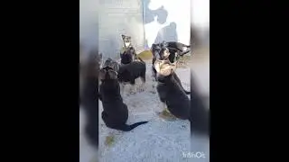 Помет Э🐶 Готов к продаже‼️Рож.23.09.21детки  Нормы Джин и Бумера 89057097628