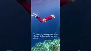 BEST FREE DIVING SPOT IN THE PHILIPPINES - NAPALING REEF, BOHOL 🤩#shorts #freediving #philippines