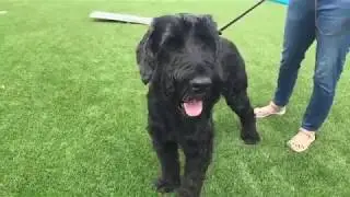 Humane at Home: Enrichment and Training