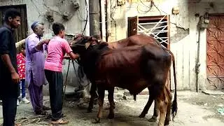 Qurbani 2023 Very dangerous bull