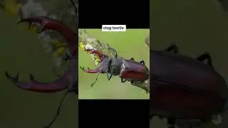 "Unveiling Nature's GIANTS: Surprising Facts About OVERSIZED BUGS!"  #facts #youtubeshorts #shorts