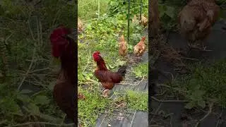 Our Rooster Saved his Hens from a Racoon🐓 #chicken #homesteading #farmlife #mississippi #shorts