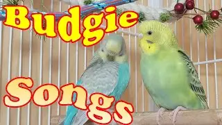 Bird Watching TV For Cats 8 Hr, Cat Watching Birds : Cat Bird TV Videos, Keep cats occupied.