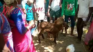 మేడారం జాతర అద్భుతమైన కొత్త పాట 