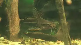 Dornwels, Amblydoras affinis