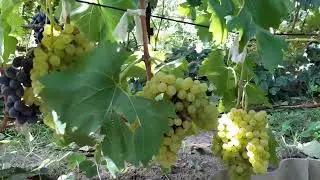 Состояние Винограда на 28.08.2023г