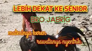 materinya keren rawatanya nyentrik di kandang virus farm