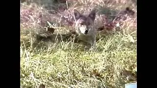 Calling All Coyotes - Flying Windows