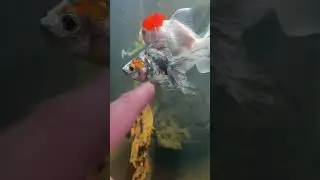Gold Fish Mafia😎