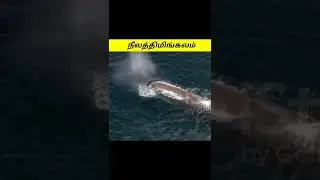 நீல திமிங்கலம் பற்றிய சுவாரசியமான உண்மைகள்