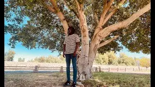 J. Tek - "Fallen Leaves" (Produced by Melodiesinfonie)
