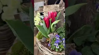 Весенний ассортимент садовых центров 🌿 OTTEN, Cleverns 🇩🇪
