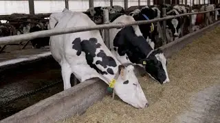 Боснийская ферма производит электричество из навоза и органики