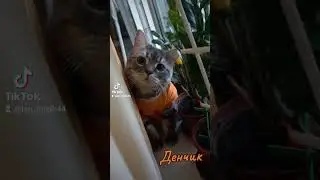#cat #кот
