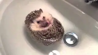 hedgehog Ёж