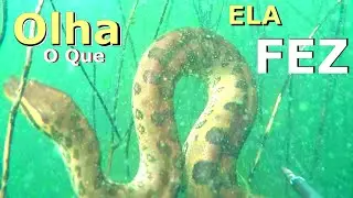 Pesca Sub - Sucuri na Pesca Sub | FAMA SUB | #pescasub #sucuri#fishing .