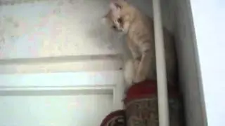 Котяра