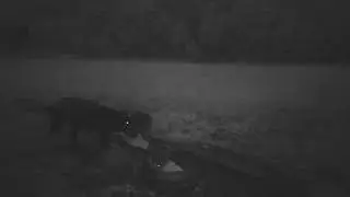 Photo trap. Boars on the feeder. Part number 7