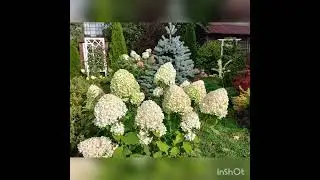 В саду у сестры! 🍁🍂Гортензии в осеннем саду!🍁🍂🍁