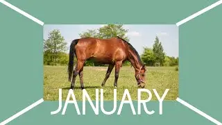 Your Birth Month Your Horse Life (January)