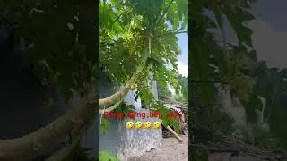 Dáng đứng khác thường trong vườn đu đủ nhà ngoại #shorts  #doclabinhduong #oganic