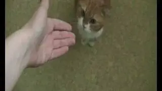 Happy Rømer 1