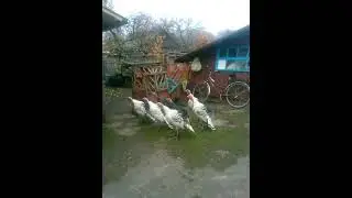 Военные индюшки