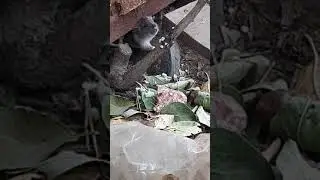 Слепой крысеныш
