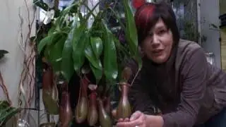 Как ухаживать за непентес. Часть 1.