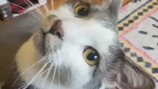 Saving Graces for Felines: Momo