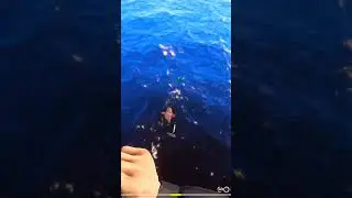 Окунь Норвежский  #рр4  #русскаярыбалка4 #shorts #забайкалец #fishing