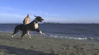 Sony FE 24/240mm F3.5-6.3 OSS Video Test #1 (Rosie's Dog Beach)
