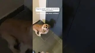 Супер способность моей собаки
