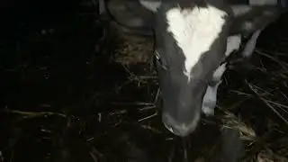 быки на откорм