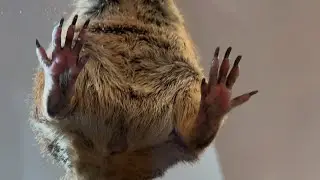 Under view of Poppy the Prairie dog snacking 😂❤️