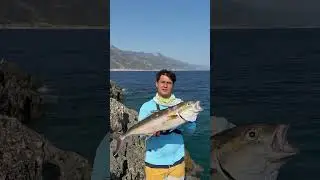 KUZU AVI
