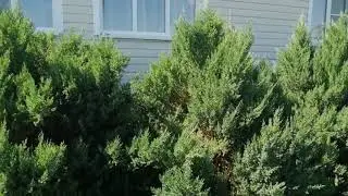 JUNIPER STRICTA. WHAT COULD HAPPEN.