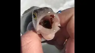 Окунь по последнем льду